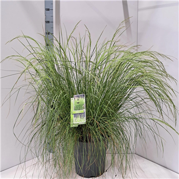 Deschampsia cespitosa 'Tardiflora' F00009704