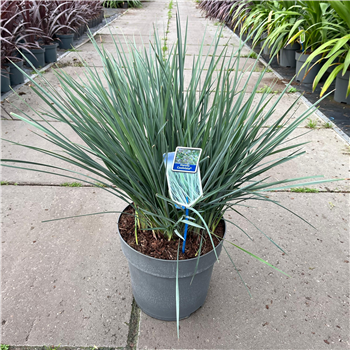 Dianella revoluta 'Coolvista' F00009706