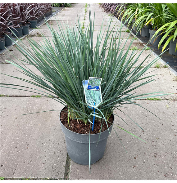 Dianella revoluta 'Coolvista' F00009706