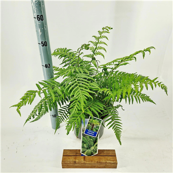 Dicksonia antarctica F00009705