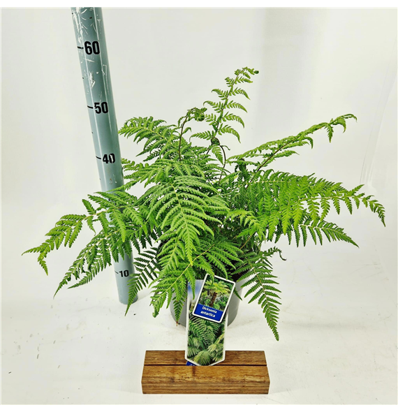Dicksonia antarctica F00009705