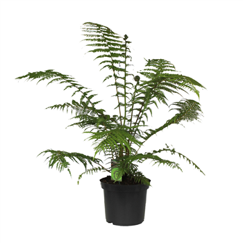 Dicksonia antarctica F00002350