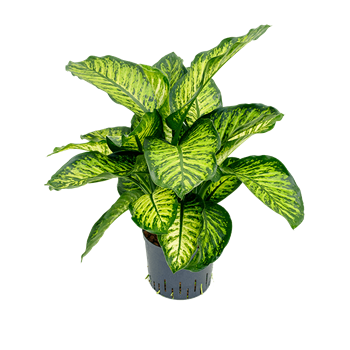 Dieffenbachia seguine 'Maroba' 1DIMATU20