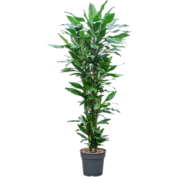 Dracena fragrans 'Burundii' (130-150) 4DRJBCA27