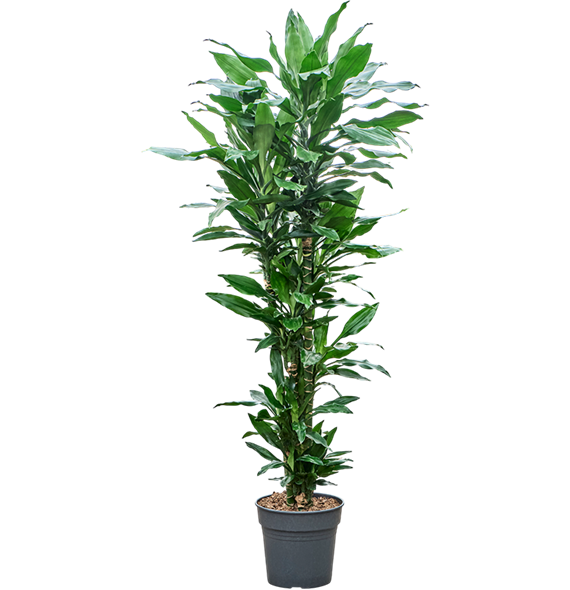 Dracena fragrans 'Burundii' (130-150) 4DRJBCA27