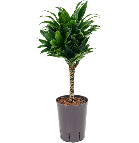 Dracena fragrans 'Compacta' 1DRCO1S20