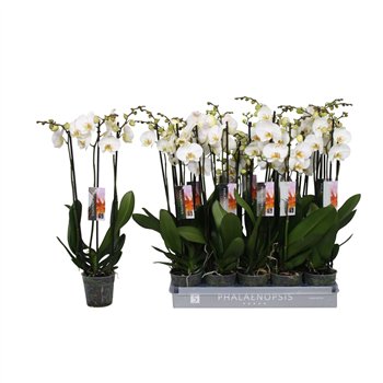 Orhideja Phalaenopsis anthura madrid White  3-spike 22 +fl stems plnt 70cm 12cm Q3712