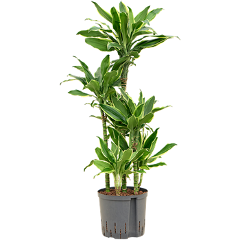 Dracena fragrans 'Golden Coast' 1DRGCCA10