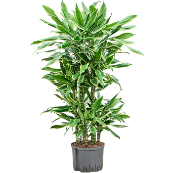 Dracena fragrans 'Golden Coast' 1DRGCCA12