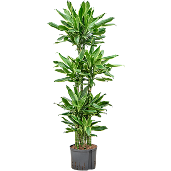 Dracena fragrans 'Golden Coast' 1DRGCCA18