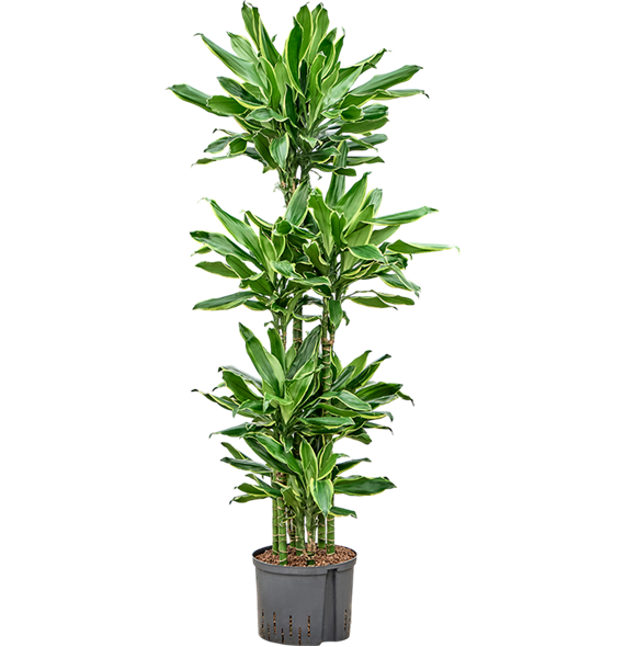 Dracena fragrans 'Golden Coast' 1DRGCCA18