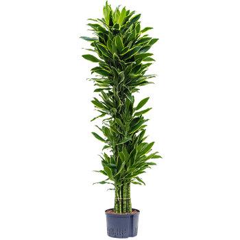 Dracena fragrans 'Golden Coast' 1DRGCVT48