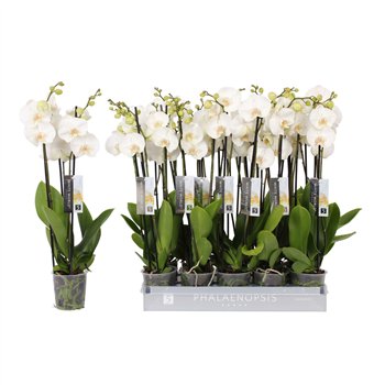 Orhideja Phalaenopsis white world White World  3-spike18 fl 3 stems plnt 70cm 12cm Q3778