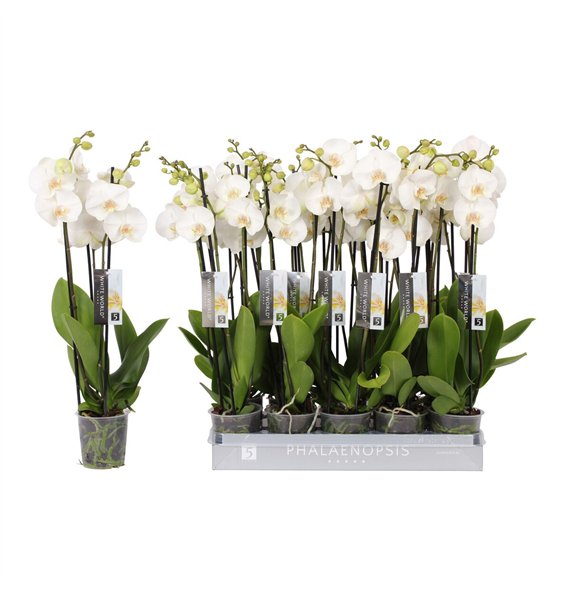 Orhideja Phalaenopsis white world White World  3-spike18 fl 3 stems plnt 70cm 12cm Q3778