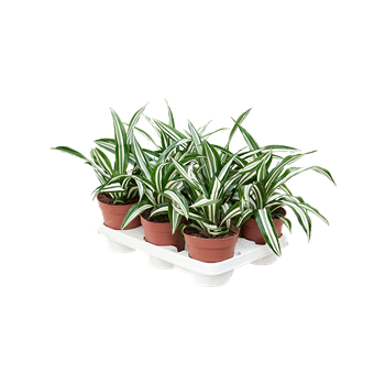 Dracena fragrans 'Green White' 8/tray 4DRGWKO12