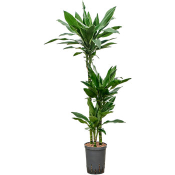 Dracena fragrans 'Janet Lind Gold' 1DRLG3S10