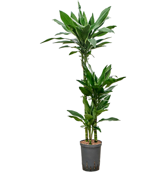 Dracena fragrans 'Janet Lind Gold' 1DRLG3S10