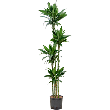 Dracena fragrans 'Janet Lind Gold' 1DRLG4S10