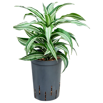 Dracena fragrans 'Kanzi' 1DRKAKO15