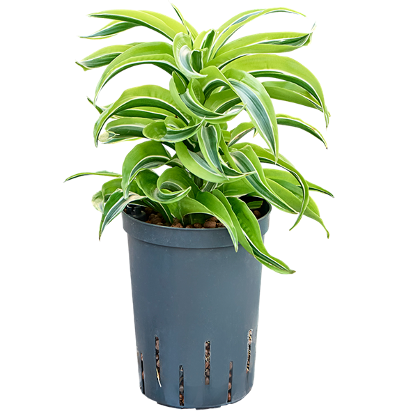 Dracena fragrans 'Lemon Surprise' 1DRLSKO10