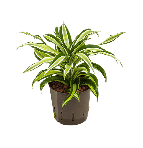 Dracena fragrans 'Malaika' 2DRMA1S10