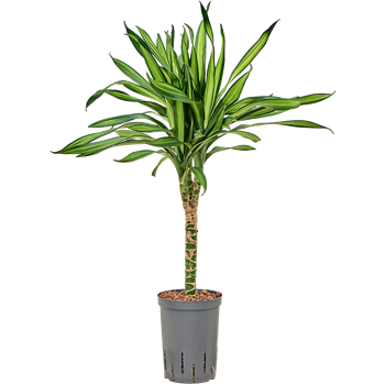Dracena fragrans 'Riki' 1DRRI1S30