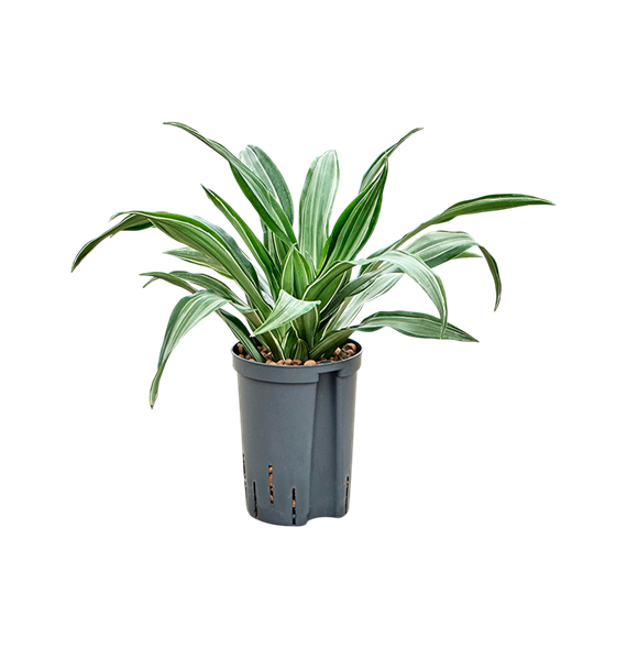 Dracena fragrans 'Ulises' 1DRUL2K12