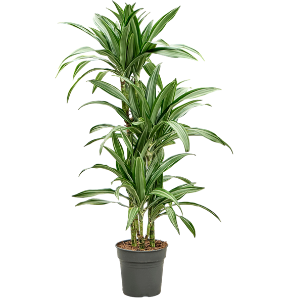 Dracena fragrans 'Ulises' 4DRUL3S16