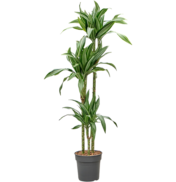 Dracena fragrans 'Ulises' 4DRUL3S30