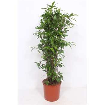 Dracena surculosa F00002319