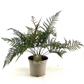 Dryopteris erythrosora 'Prolifica' F00009550