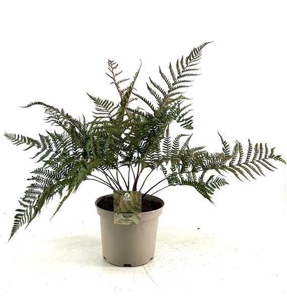 Dryopteris erythrosora 'Prolifica' F00009550