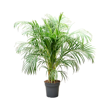 Palma Dypsis (Areca) lutescens 4CHLUB021