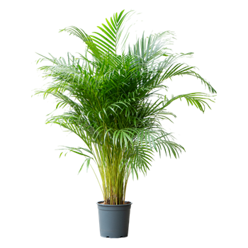 Palma Dypsis (Areca) lutescens 4CHLUB015