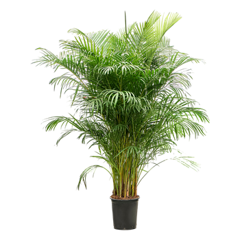 Palma Dypsis (Areca) lutescens (200-230) 4CHLUB031
