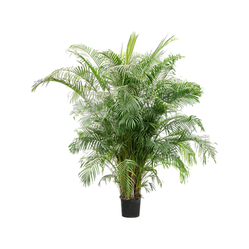 Palma Dypsis (Areca) lutescens (250-280) 4CHLUB050