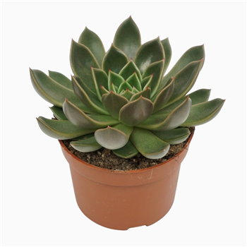 Echeveria 'Mira' F00001327