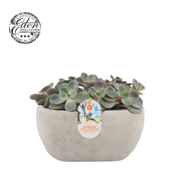 Echeveria 'Perle von Nurnberg' F00009406