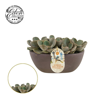 Echeveria 'Perle von Nurnberg' F00009407