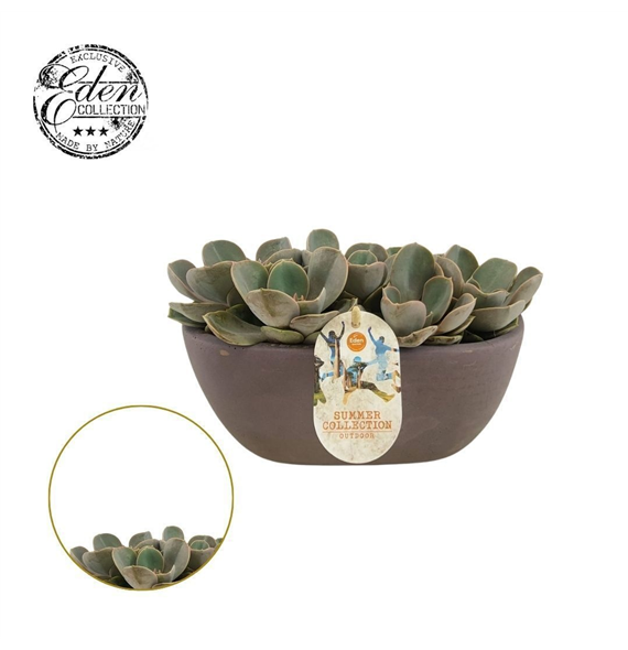 Echeveria 'Perle von Nurnberg' F00009407