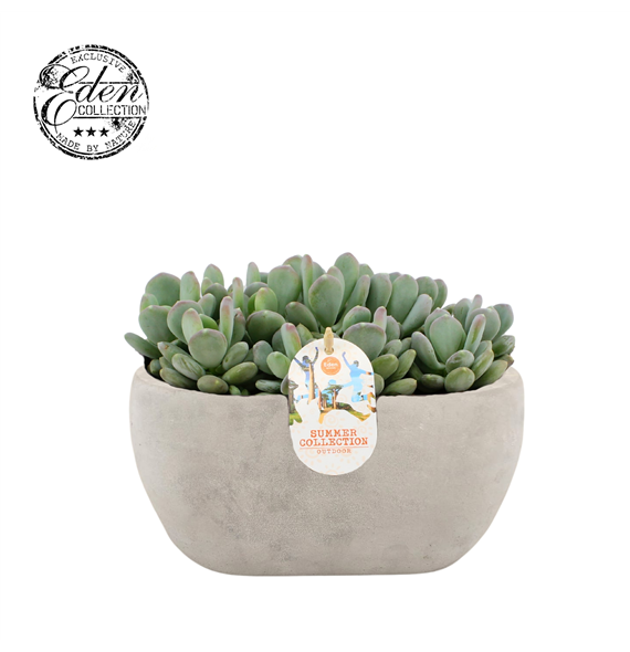 Echeveria Glutinicaule F00009405