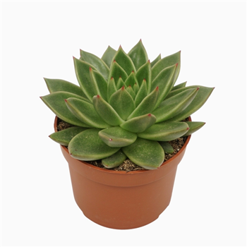 Echeveria agavoides F00001313