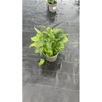 Echinacea pallida 'Alba' F00009543