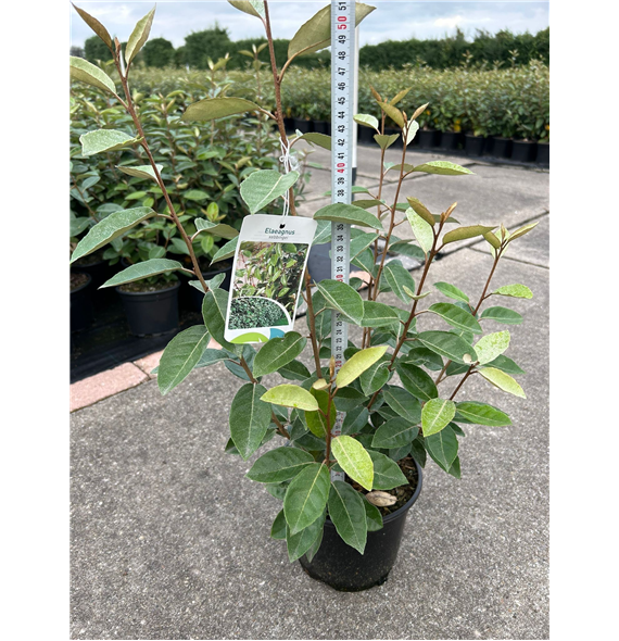Elaeagnus ebbingei F00009709