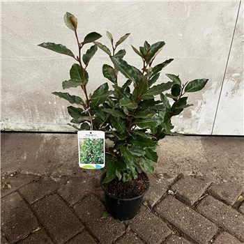 Elaeagnus ebbingei 'Compacta' F00009711