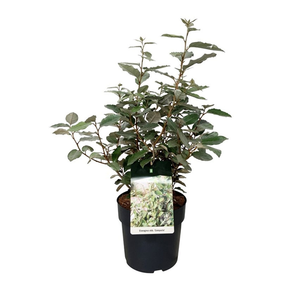 Elaeagnus ebbingei 'Compacta' F00009456