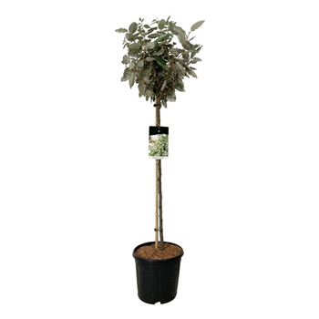 Elaeagnus ebbingei 'Compacta' F00009389