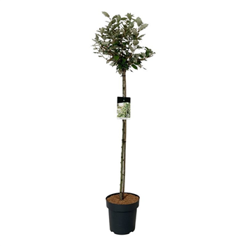 Elaeagnus ebbingei 'Compacta' F00009393