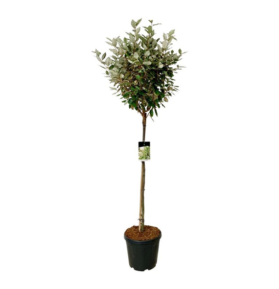 Elaeagnus ebbingei 'Compacta' F00009390