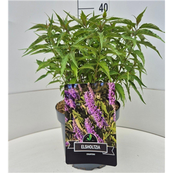Elsholtzia stauntonii F00008966